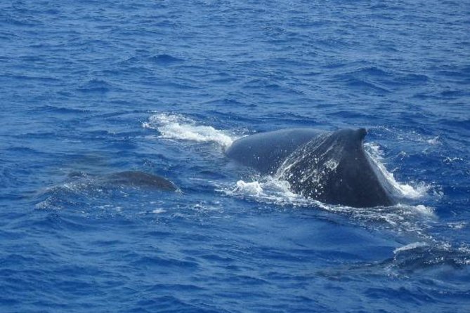 Dolphin and Whales watching cruise from Puerto Rico de Gran Canaria - The crew, commentary, and wildlife care