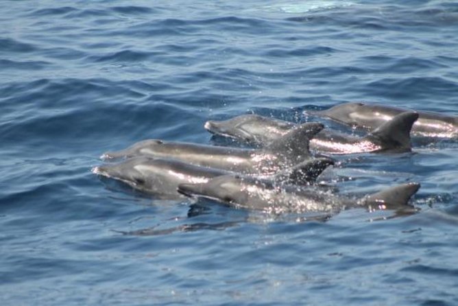 Dolphin and Whales watching cruise from Puerto Rico de Gran Canaria - The optional swim stop and return journey