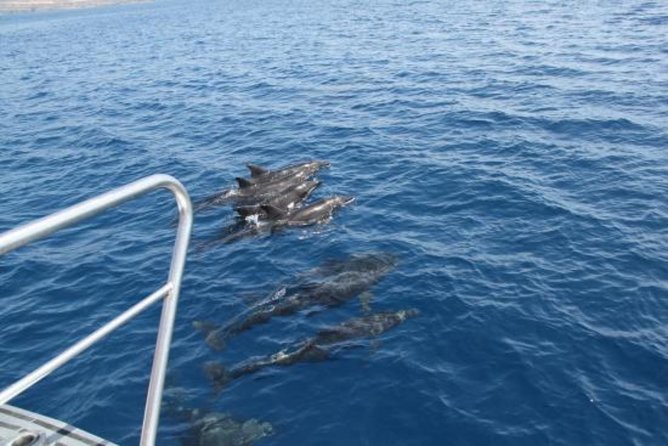 Dolphin and Whales watching cruise from Puerto Rico de Gran Canaria - Who should book this cruise?