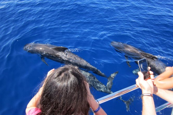 Dolphin and Whales watching cruise from Puerto Rico de Gran Canaria - The glass-bottom viewing area