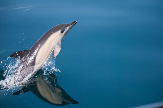 Dolphin Watching Adventure in Estepona Bay - The swim stop and the open sea