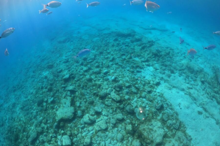 From Corralejo: Lobos Island Boat and Snorkel Activity - Food, water, and sun protection are not optional