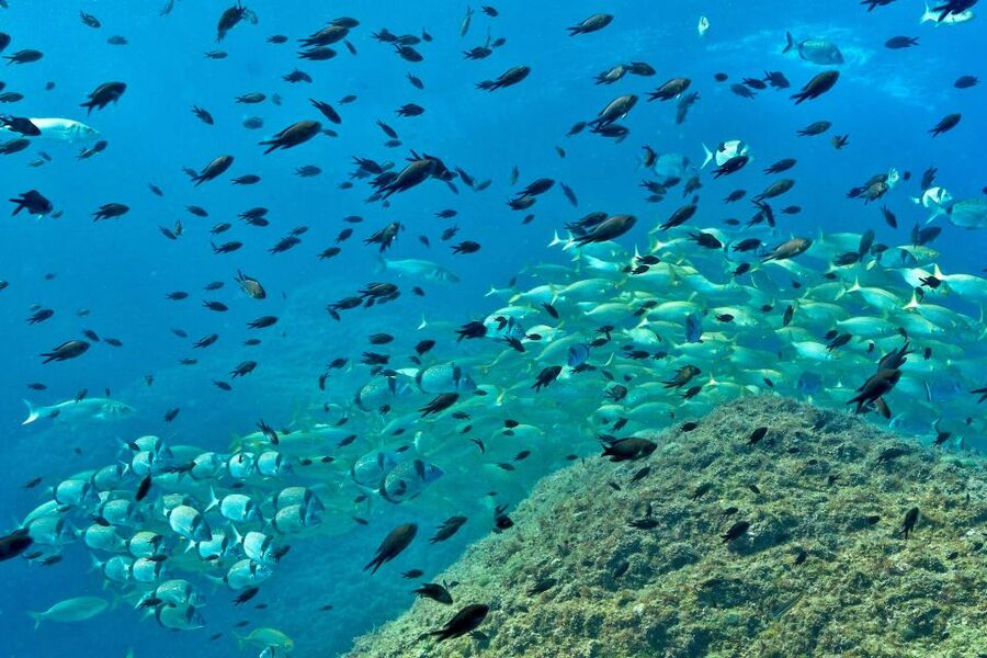 From L’Estartit: Snorkeling Trip to the Medes Islands - Swimming, sun, and time back on the boat