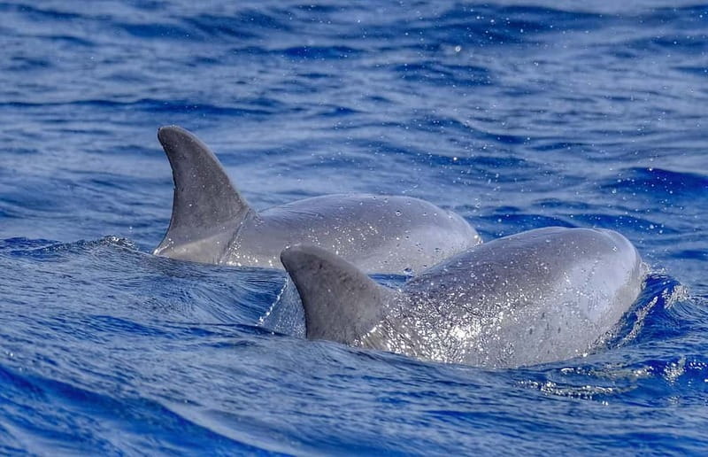 From Morro Jable: Dolphin and Whale Watching and Snorkelling - Leaving Morro Jable for the open Atlantic