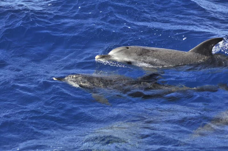 From Morro Jable: Dolphin and Whale Watching and Snorkelling - What the speedboat ride is really like