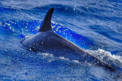Dolphin and Whale Watching and Snorkelling