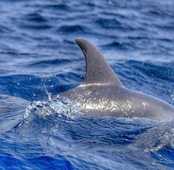 From Morro Jable: Dolphin and Whale Watching and Snorkelling - A cold drink and wide sea views