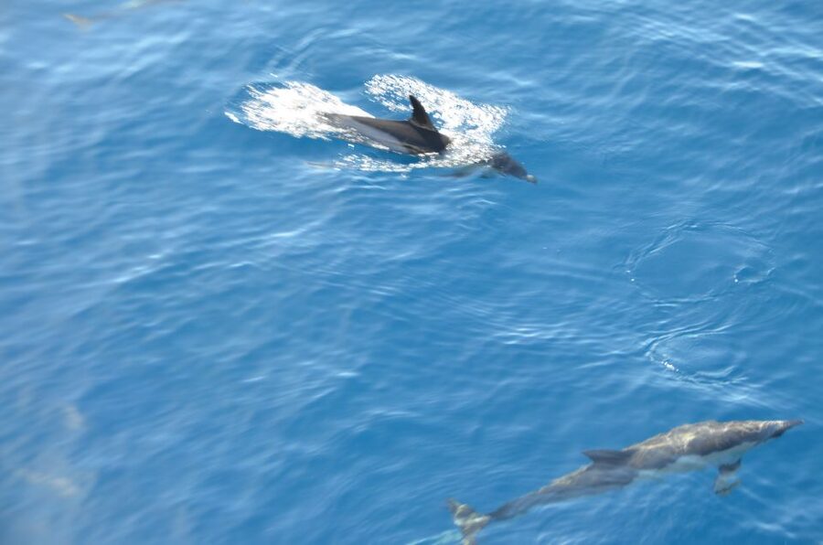 From Morro Jable: Dolphin and Whale Watching and Snorkelling - Is the $59 price fair?
