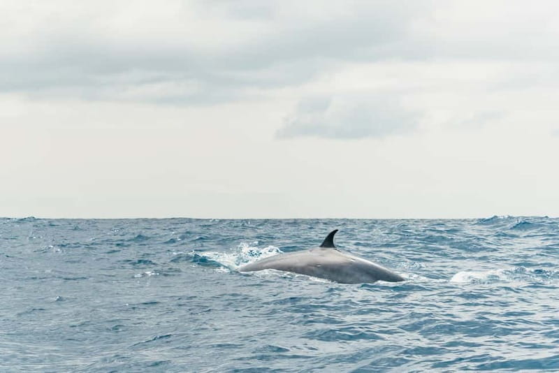 From Morro Jable: Dolphin and Whale Watching and Snorkelling - Who will enjoy this excursion most?