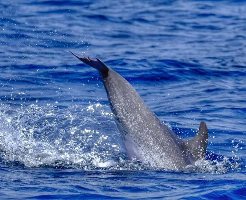 From Morro Jable: Dolphin and Whale Watching and Snorkelling - Guides, languages, and the human side of the trip