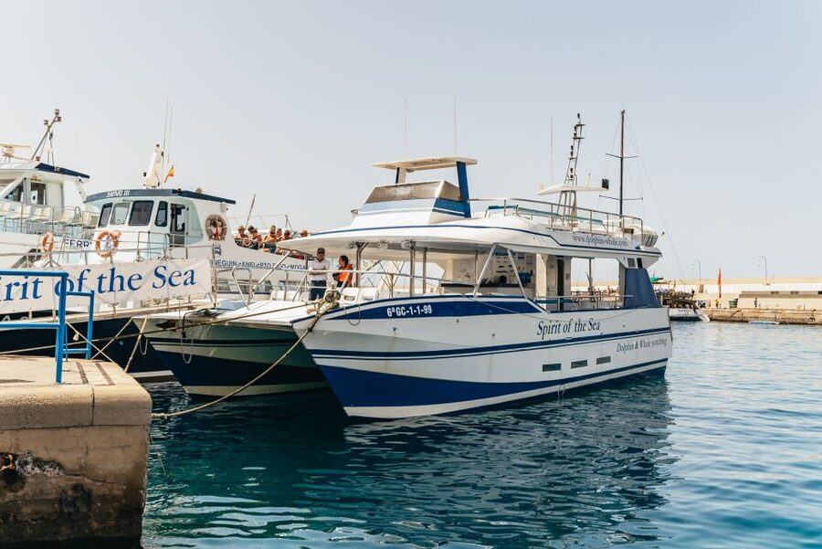 From Puerto Rico de Gran Canaria: Dolphin Watching Cruise - Quick points to know