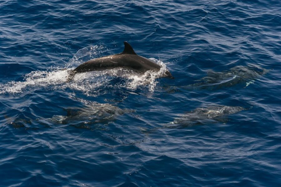 From Puerto Rico de Gran Canaria: Dolphin Watching Cruise - Why this Gran Canaria cruise is worth considering
