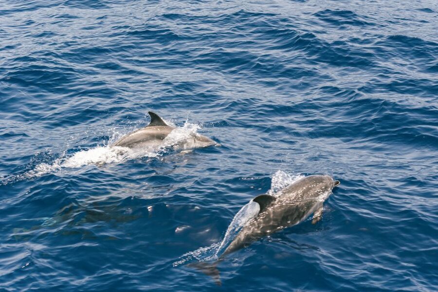 From Puerto Rico de Gran Canaria: Dolphin Watching Cruise - The glass-bottom viewing area