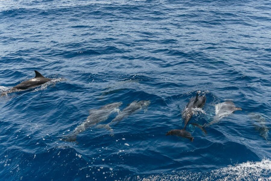 From Puerto Rico de Gran Canaria: Dolphin Watching Cruise - Handling rough Atlantic water
