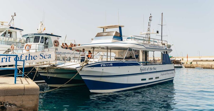From Puerto Rico de Gran Canaria: Dolphin Watching Cruise - From your resort to Puerto Rico