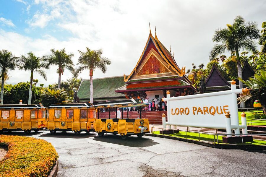From South Tenerife: Loro Park Zoo Ticket & Hotel Transfers - What the $75 Loro Parque day actually includes