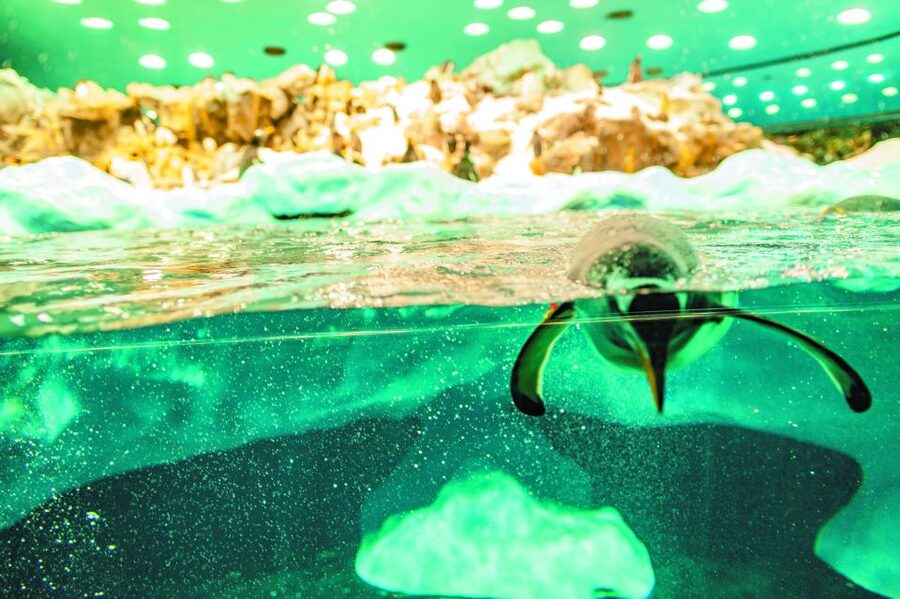 From South Tenerife: Loro Park Zoo Ticket & Hotel Transfers - Entering Loro Parque and finding your rhythm