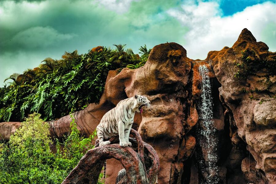 From South Tenerife: Loro Park Zoo Ticket & Hotel Transfers - Planet Penguin is the park’s most unusual stop
