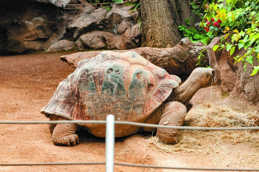 From South Tenerife: Loro Park Zoo Ticket & Hotel Transfers - Katandra TreeTops adds movement and birds
