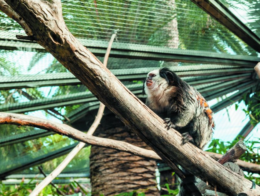 From South Tenerife: Loro Park Zoo Ticket & Hotel Transfers - Six hours is enough, if you use the schedule