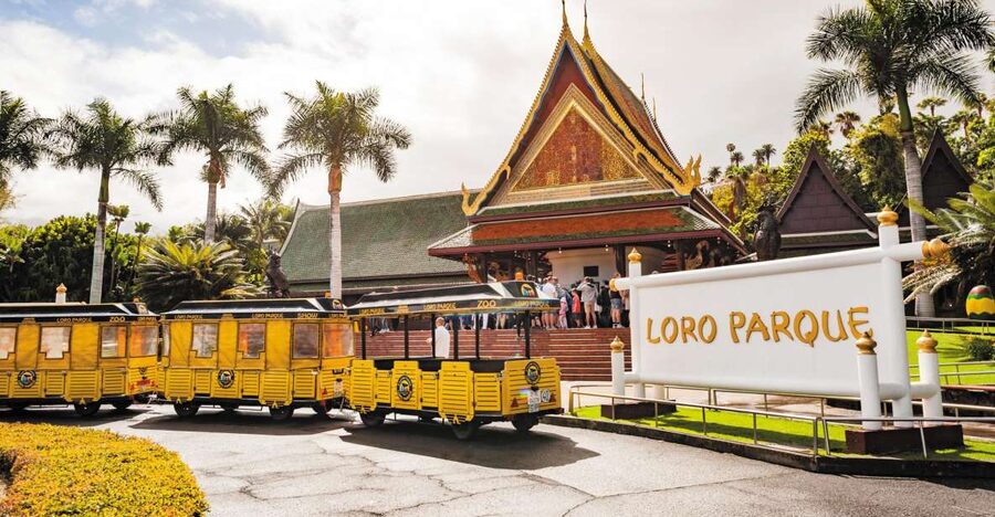 From South Tenerife: Loro Park Zoo Ticket & Hotel Transfers - The south Tenerife pickup can shape your whole day