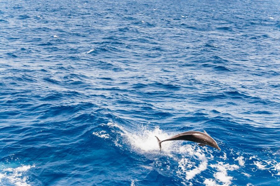 Fuerteventura: Glass Bottom Boat Cruise with Lunch & Drinks - Setting out from south Fuerteventura