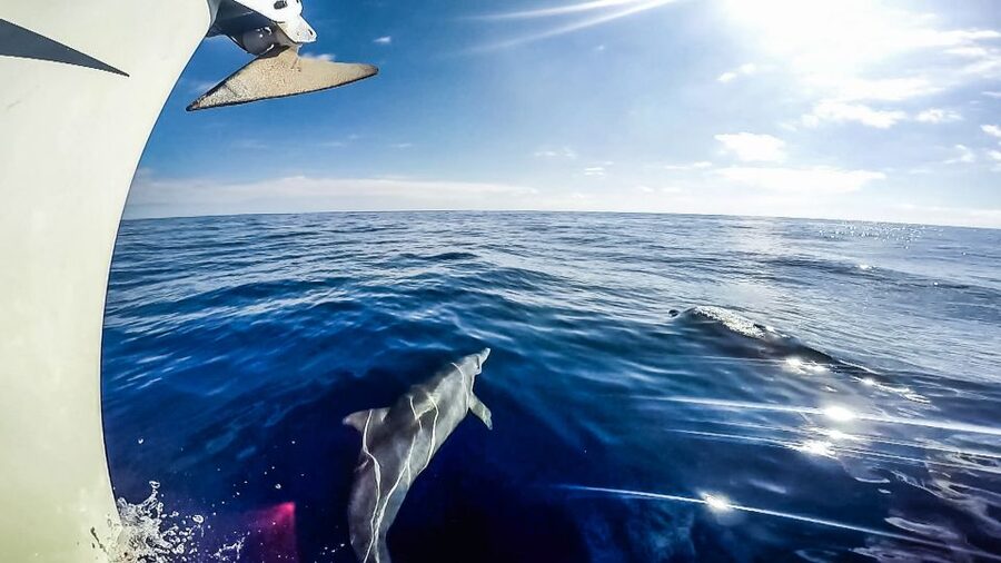 Fuerteventura: Sailing with Snorkeling and Dolphin Watching - FAQ