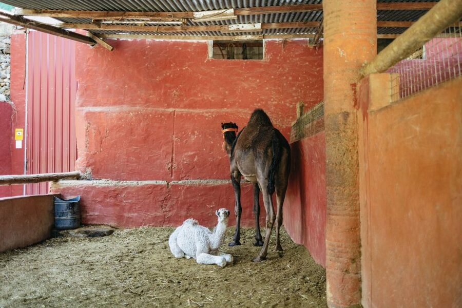 Gran Canaria: Camel Ride Safari w/ Optional Food & Transport - FAQ