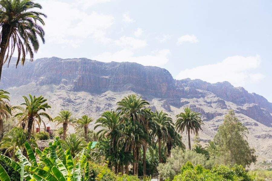 Gran Canaria: Camel Ride Safari w/ Optional Food & Transport - Meeting the camels and farm animals