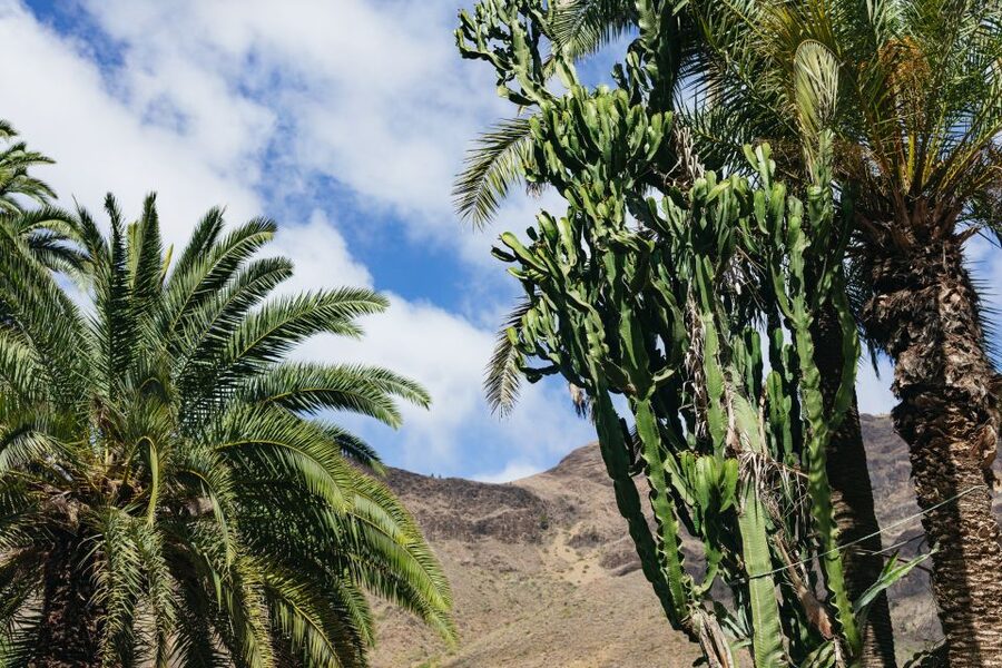 Gran Canaria: Camel Ride Safari w/ Optional Food & Transport - Is the $50 price good value?