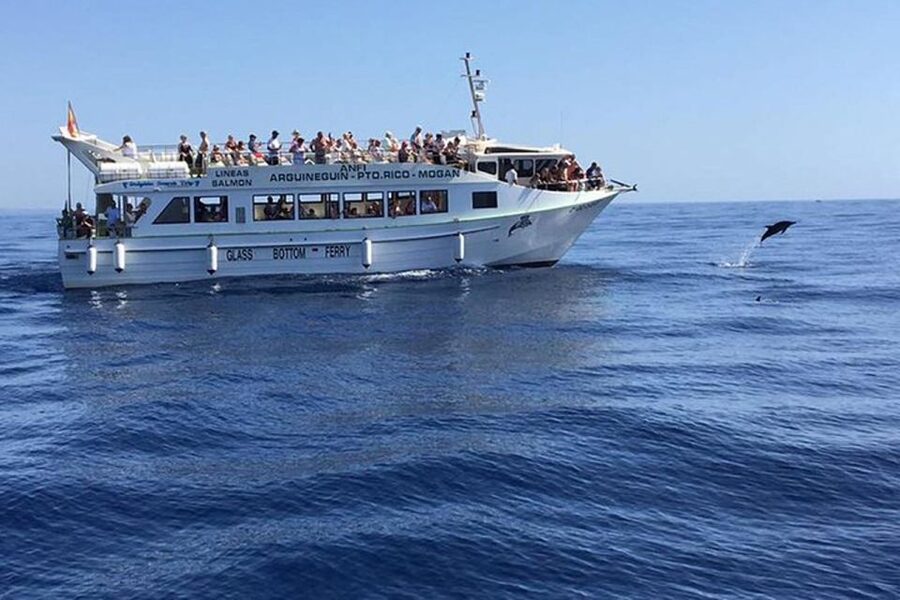 Gran Canaria: Dolphin and Whale Watching Cruise - What makes this cruise worth considering