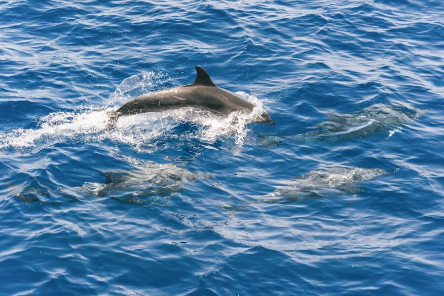 Gran Canaria: Dolphin and Whale Watching Cruise - Is $40 good value?