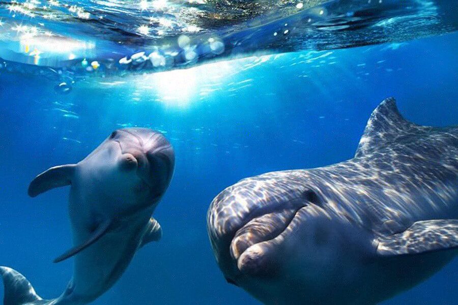 Gran Canaria: Dolphin and Whale Watching Cruise - When dolphins appear beside the boat