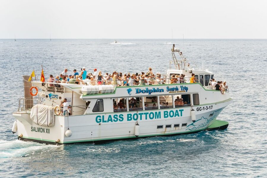 Gran Canaria: Dolphin and Whale Watching Cruise - Comfort, seating, and the onboard bar