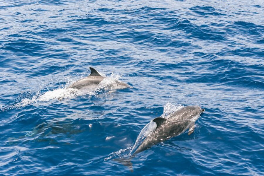 Gran Canaria: Dolphin and Whale Watching Cruise - Sea conditions and motion sickness