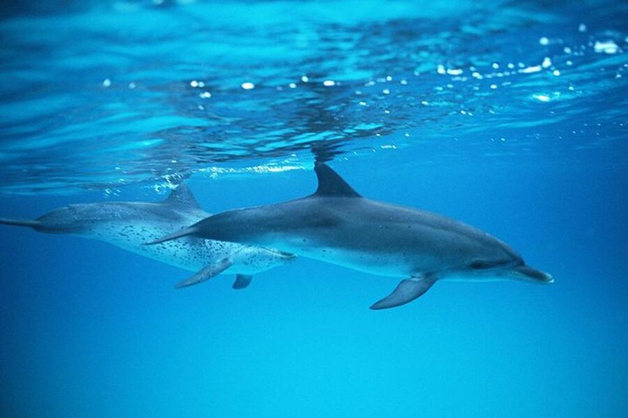 Gran Canaria: Dolphin and Whale Watching Cruise - What happens if you see nothing