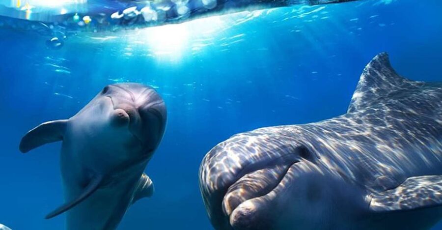Gran Canaria: Dolphin and Whale Watching Cruise - Searching between Maspalomas and Veneguera