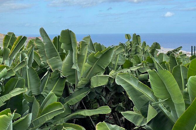 Guided tour of the Banana World - Inside the 1804 Canarian house