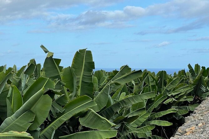Guided tour of the Banana World - The tasting is the best value in the visit
