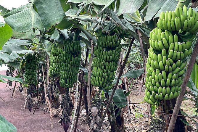 Guided tour of the Banana World - Walking through the banana plantation