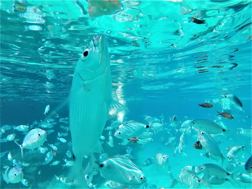 Ibiza: Snorkeling and SUP Paddle, Beach and Cave Boat Tour - Key points to know before you book