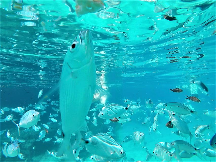 Ibiza: Snorkeling and SUP Paddle, Beach and Cave Boat Tour - Who will enjoy this Ibiza boat trip most?