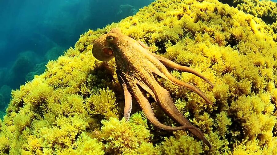 Ibiza: Snorkeling and SUP Paddle, Beach and Cave Boat Tour - Leaving San Antonio and taking in the coastline