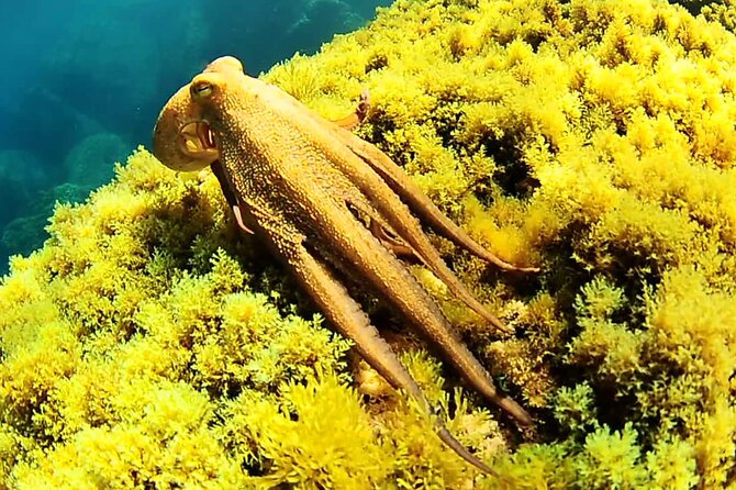 Ibiza Snorkeling Beach and Cave Tour - What snorkeling is really like