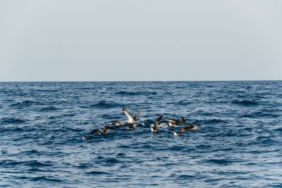 Lanzarote: 2.5-Hour Sunset and Dolphins Cruise - FAQ