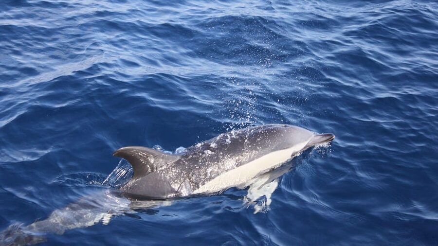 Lanzarote: 2.5-Hour Sunset and Dolphins Cruise - What the Lanzarote Cruise Really Offers
