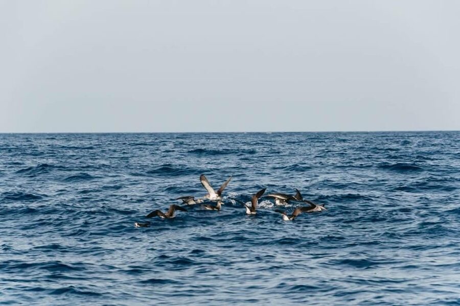 Lanzarote: 2.5-Hour Sunset and Dolphins Cruise - How Much Value Do You Get for $61?