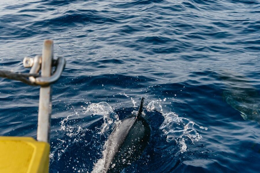 Lanzarote: 2.5-Hour Sunset and Dolphins Cruise - Who Will Enjoy This Boat Trip Most?