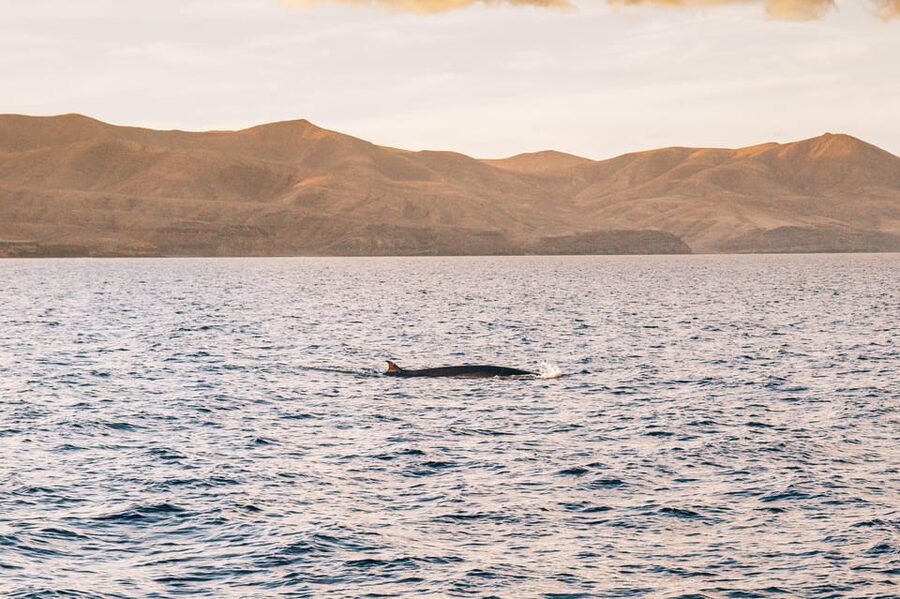 Lanzarote: Dolphin-Watching Sunset Cruise with Transfers - Sunset over Lanzarote’s volcanic coast