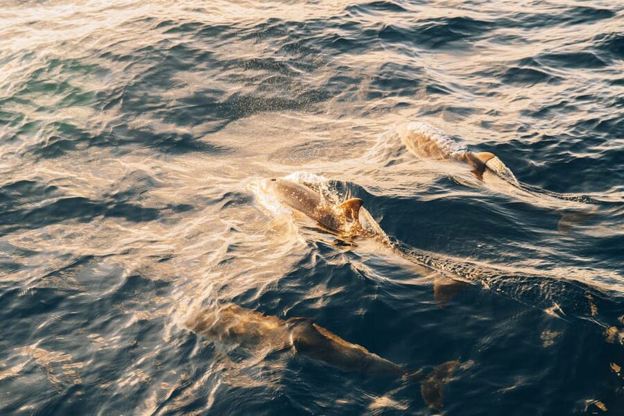 Lanzarote: Dolphin-Watching Sunset Cruise with Transfers - Watching for dolphins in open Atlantic water